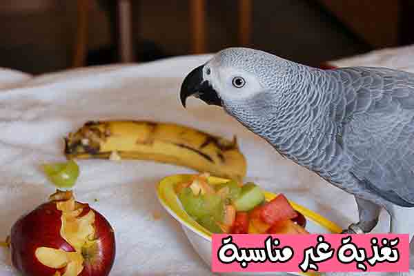 التغذية غير السليمة - Nooh Freestyle