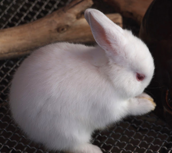 polish rabbit, polish rabbits, about polish rabbit, polish rabbit breed, polish rabbit breed info, polish rabbit behavior, polish rabbit care, polish rabbit color, polish rabbit facts, polish rabbit for meat, polish rabbit history, polish rabbit info, polish rabbit information, polish rabbit images, polish rabbit lifespan, polish rabbit meat, polish rabbit origin, polish rabbit picture, polish rabbit personality, polish rabbit size, polish rabbit temperament, polish rabbit uses, polish rabbit variety, polish rabbit weight