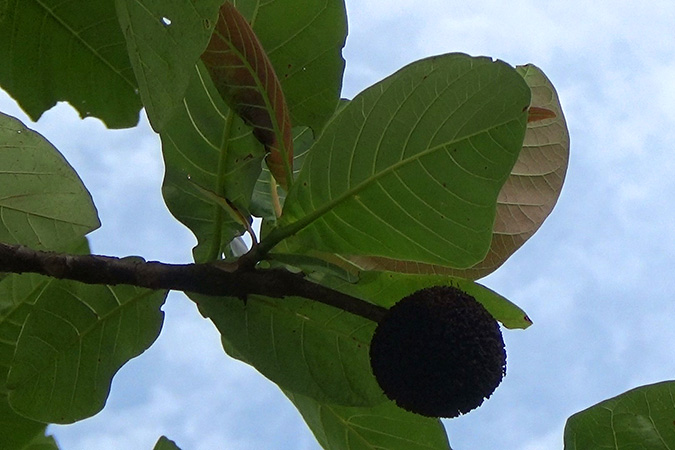 Dlium Oriental cheesewood (Nauclea orientalis)