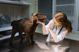 Free services Dog Chocolate Toxicity Calculator