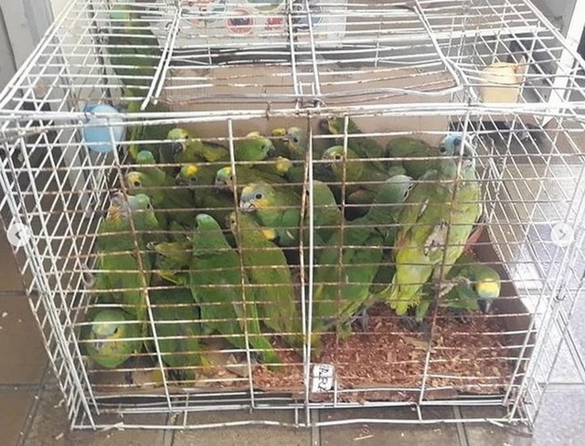 CPRH apreende 384 aves silvestres durante operação em Caruaru e Araripina