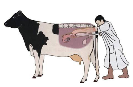 Medicamentos para realização de IATF em bovinos