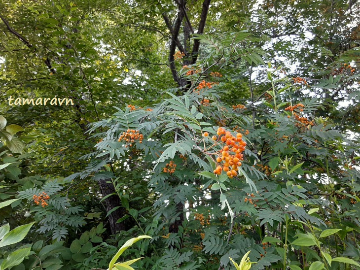 Рябина амурская / Рябина похуашаньская (Sorbus amurensis, =Sorbus pohuashanensis)