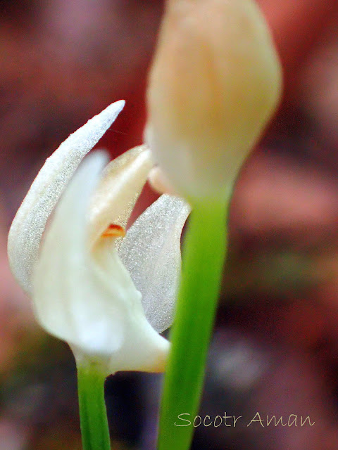 Cephalanthera erecta