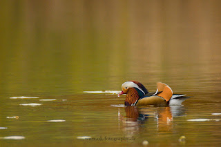 Wildlifefotografie Schloss Petzow Haussee Mandarinente