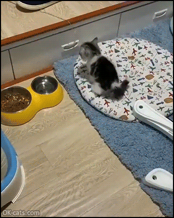 Cute Kitten GIF • Clever determined kitty wants to jump on bed and reaches his goal in a funny way [ok-cats.com]