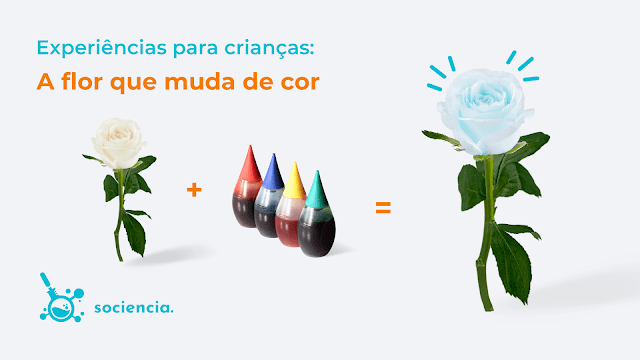 Imagem representativa do experimento em questão, com a imagem de uma rosa branca e potinhos de corante alimentício de diferentes cores se somando e dando resultado a uma rosa de pétalas azuis. Em um fundo branco com escrita em azul claro e laranja.