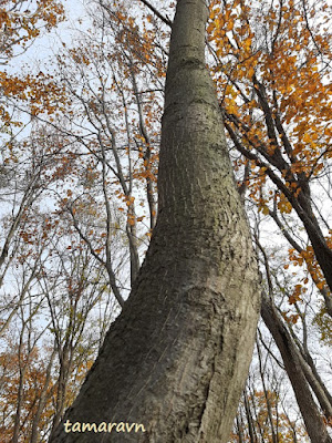 Мелкоплодник ольхолистный / Рябина ольхолистная (Micromeles alnifolia, =Sorbus alnifolia)