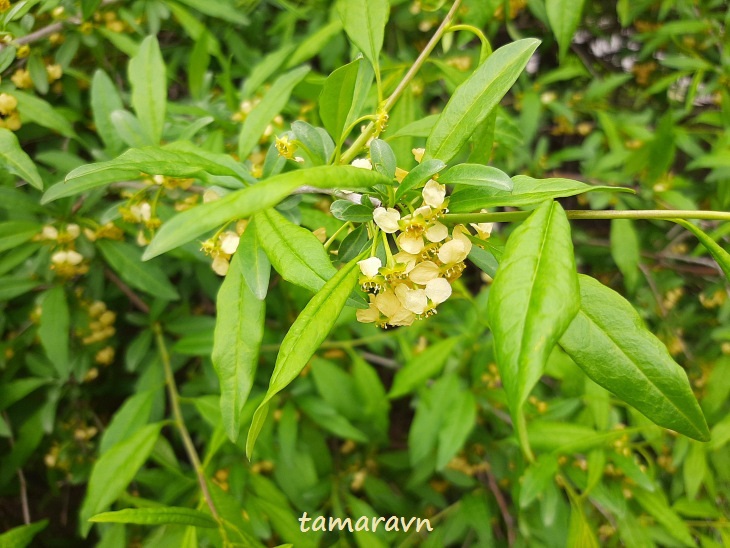 Принсепия китайская / Плоскосемянник китайский (Prinsepia sinensis, =Plagiospermum sinense)