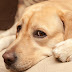  7 Most Common Dog Diseases Every Owner Need to know