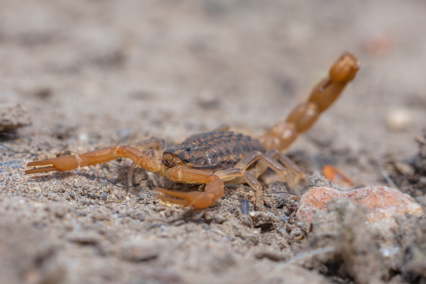 Hundreds stung by scorpions as freak storms lash Aswan province