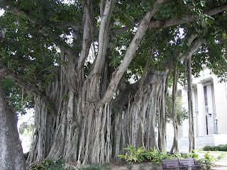 राष्ट्रीय वृक्ष(NATIONAL TREE) - बरगद(Banyan)