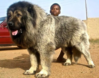 On the list of the largest dogs in the world is Caucasian Shepherd dog.