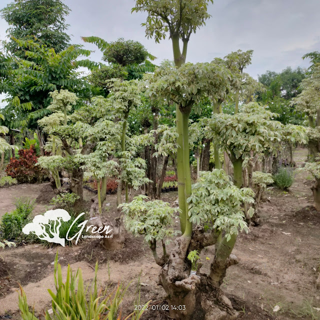 Jual Bonsai Randu Varigata Putih di Majalengka | Harga Bonsai Randu Varigata Murah Langsung Dari Petani