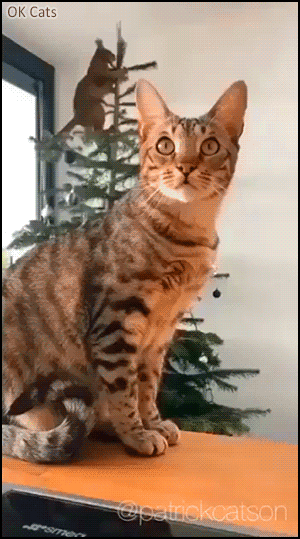 Christmas Cat GIF • Crazy spider cat climbing on top of Xmas tree. OMG, this is going to end in disaster!
