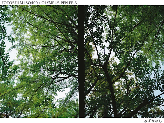 FOTOSFILM作例　緑と木