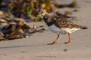 Wildlifefotografie Helgoland Düne Steinwälzer