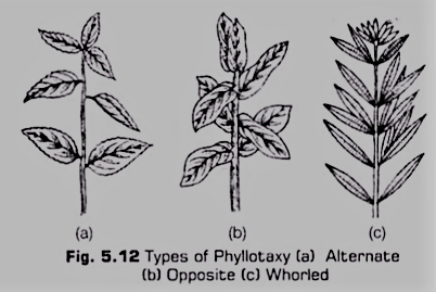 Phyllotaxy