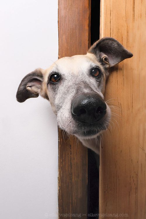 Elke Vogelsang aka Wieselblitz 500px arte fotografia cachorros cães gatos pets divertido fofura animais estimação