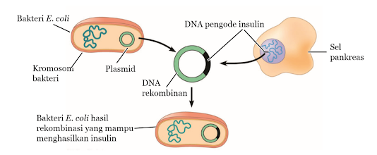 Gambar Rekombinasi Gen Pengode Insulin pada Bakteri  E. coli