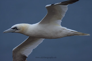 Wildlifefotografie Helgoland Lummenfelsen