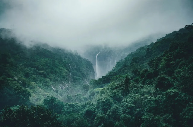 El ADN revela cómo las edades de hielo afectaron a los bosques tropicales africanos