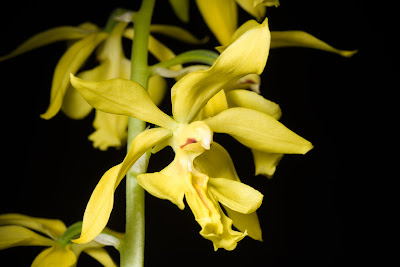 Calanthe striata - Striped Calanthe care