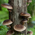 Mushroom farming training in India | Mushroom cultivation | Biobritte fungi school