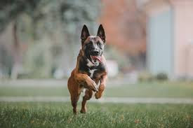 Malinois
