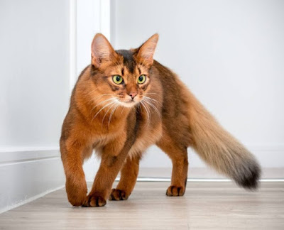 Karakter Ras Kucing Somalia