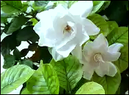 Green leaves and gardenia flowers