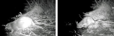 Beavers photographed at night in Tuscany