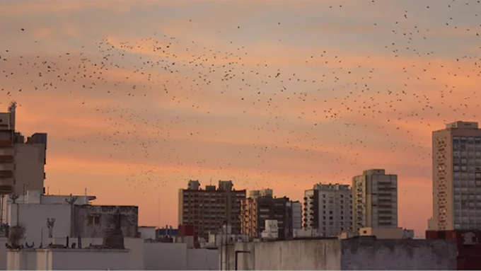 Estorninos: la especie de aves que empezó a invadir Mar del Plata, Argentina