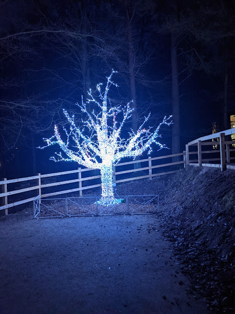 Winter Forest Lights at Center Parcs Whinfell - A Review  - wishing tree
