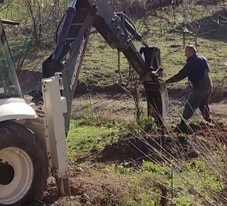 Carefully removing the Walnut sapling