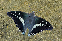 Charaxes solon