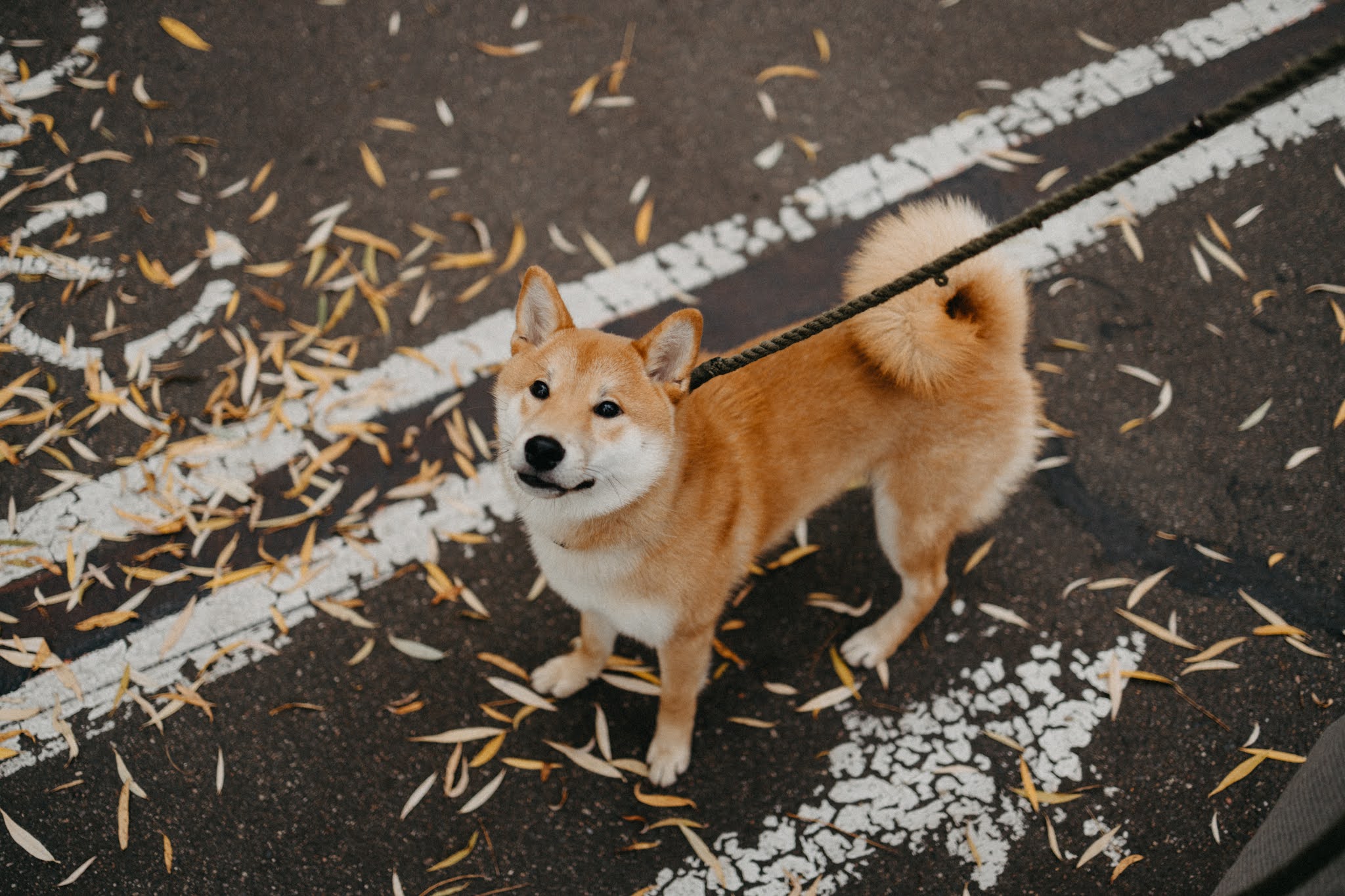 DOGE, SHIB Meltdown These 4 Meme Coins Are Incredibly Rising!
