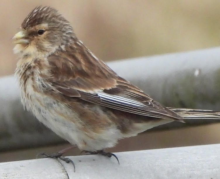 Birding Bradshaw and District