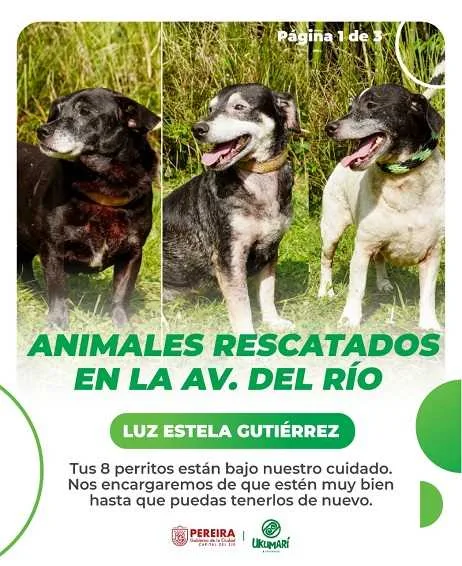 El Gobierno de la Ciudad y Ukumarí buscan a las familias de los animales afectados por la emergencia invernal