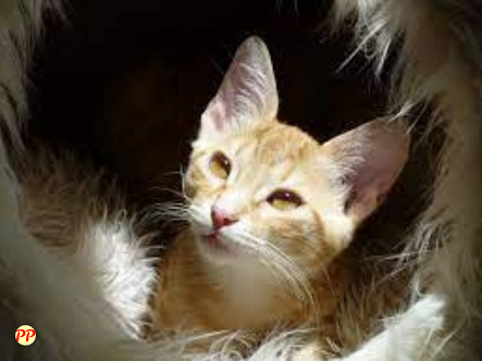 Harga Kucing LaPerm Terbaru (Anakan & Dewasa)  dan Cara Memeliharanya