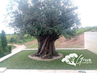 Jual Tanaman Hias Olive Tree (Pohon Zaitun) di Jember