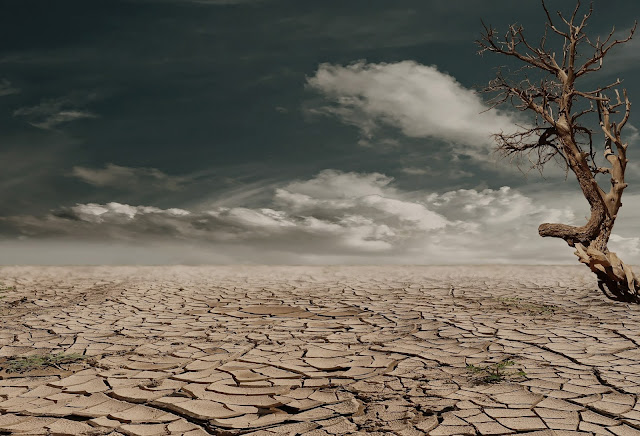 Climate change effect Photo of Brown Bare Tree on Brown Surface during Daytime