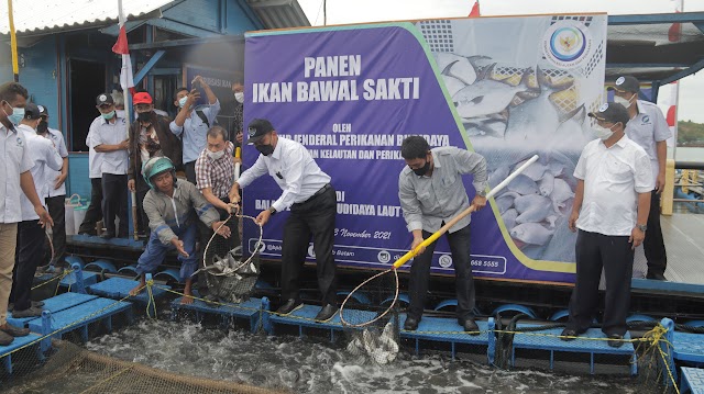 BPBL Batam Berhasil Memproduksi Benih Ikan Bawal Hybrid Secara Massal