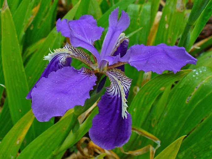 Cvijeće Iris simboliziraju mudrost , moć , strast