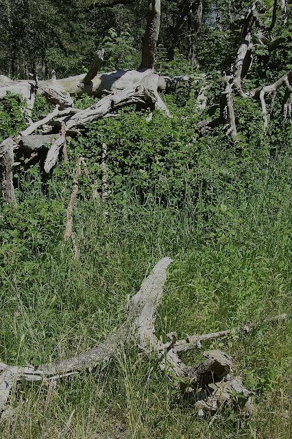 www.jetjesdag.nl | Nicolaas/S fotografie | Leyduin en Vinkenduin bij Vogelenzang |