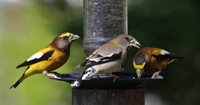 Photo of male and female Evening Grosbeaks at feeder