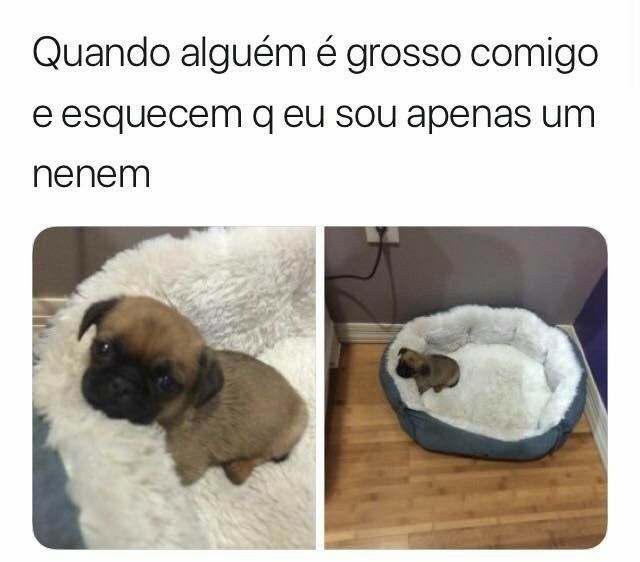 150 memes fofos de animais para você ter na manga