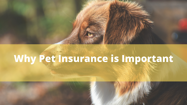 Why Pet Insurance is Important