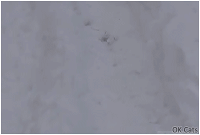Funny Cat GIF • 2 playful cats having fun in the fresh snow. Mode ‘cat wrestling’ activated [gif-ok-cats.com]