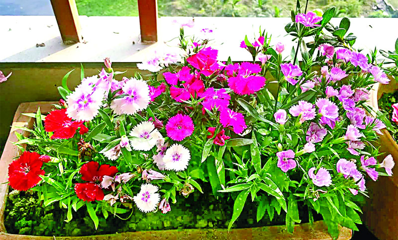 Baromasi Flower Images - 450+ Flower Images Download Best of 2023 - fuller chobi - neotericit.com